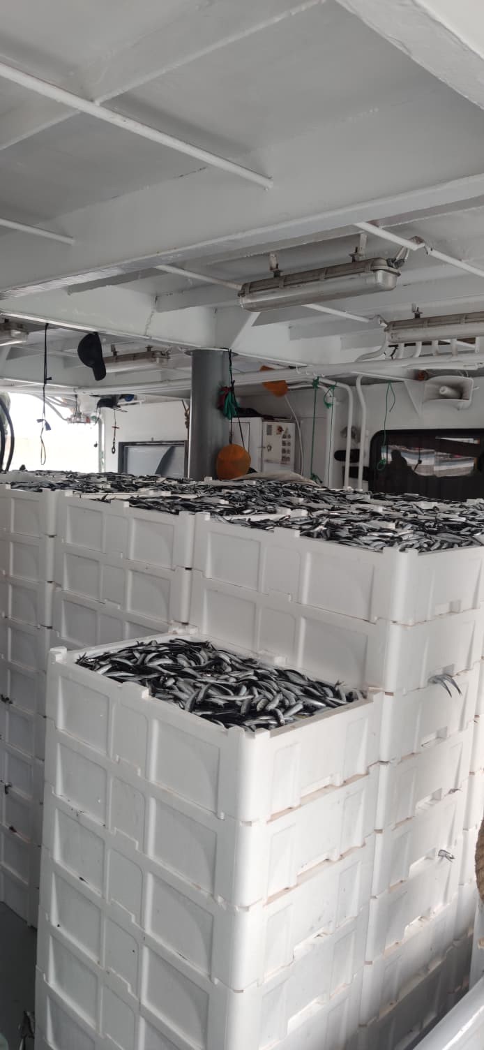 Karadeniz&rsquo;de hamsi bolluğu
