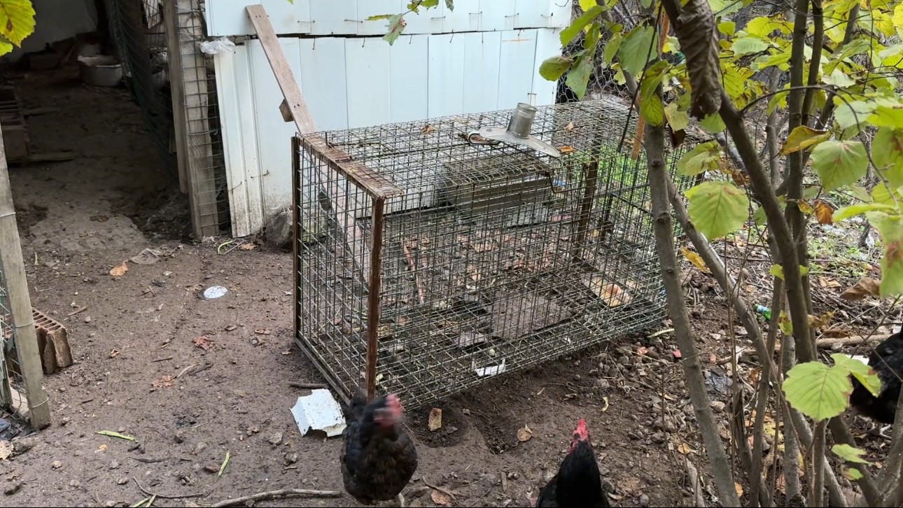 Tilkiye olan merhametiyle y&uuml;rekleri ısıtan k&uuml;&ccedil;&uuml;k İpek: "Empati yaptım, onu kendi yerime koydum"
