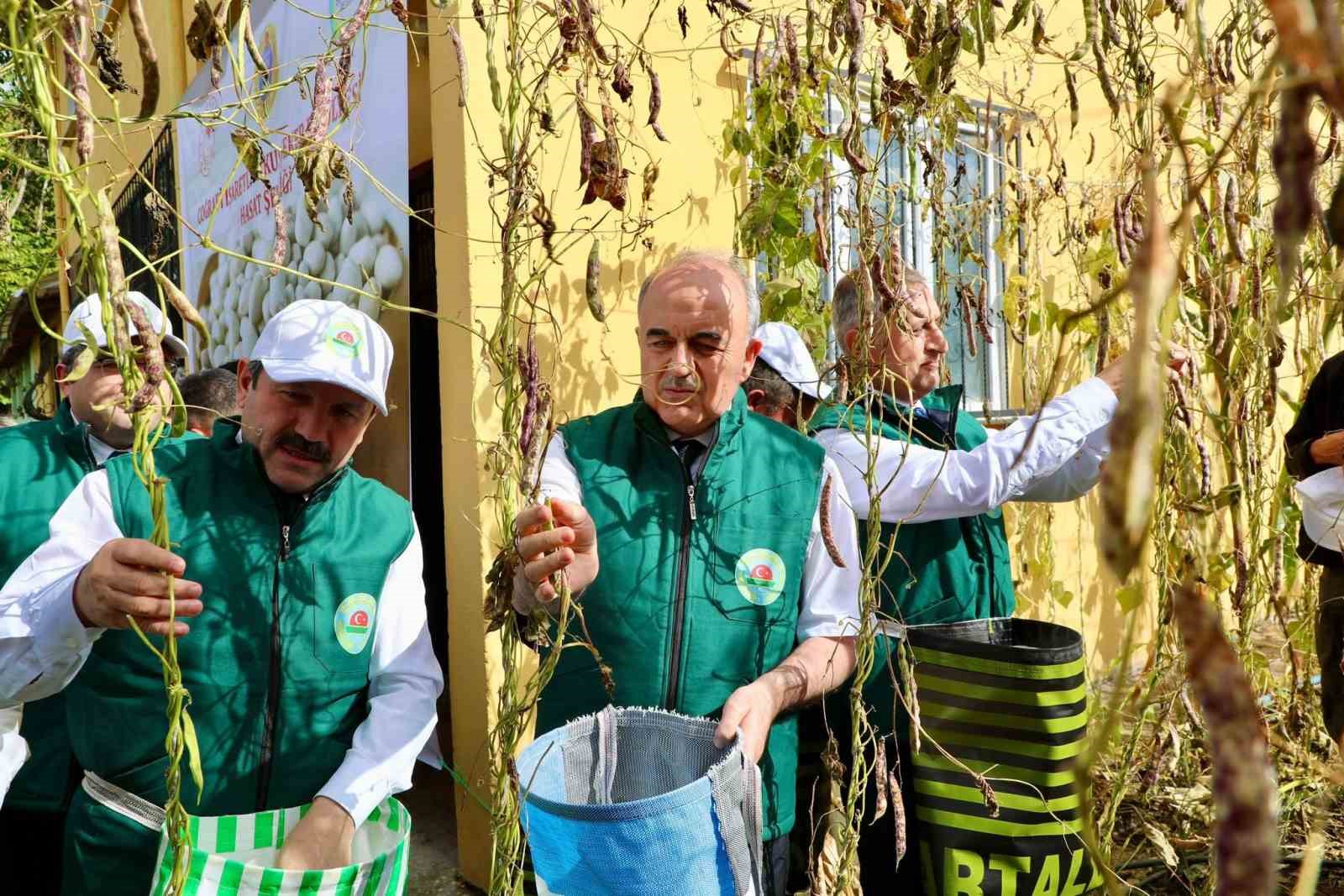Coğrafi işaret tescilli &lsquo;Akkuş Şeker Fasulyesi&rsquo;nde hasat başladı
