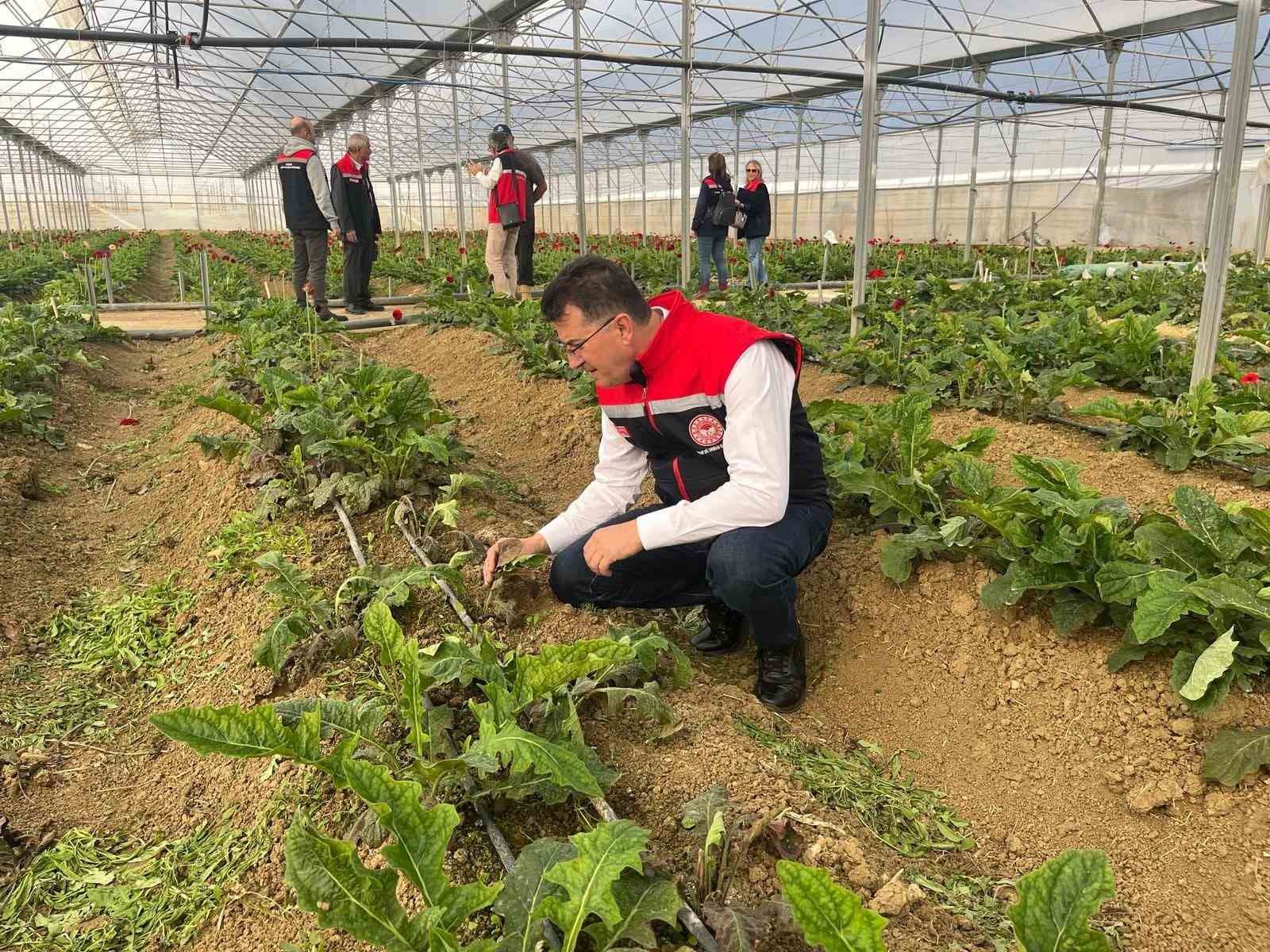 Serada sebzeden gerberaya: Üretim çeşitliliği dikkat çekiyor