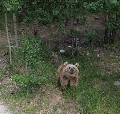 Ayıların dronla karşılaşması izleyenlere keyifli anlar yaşattı