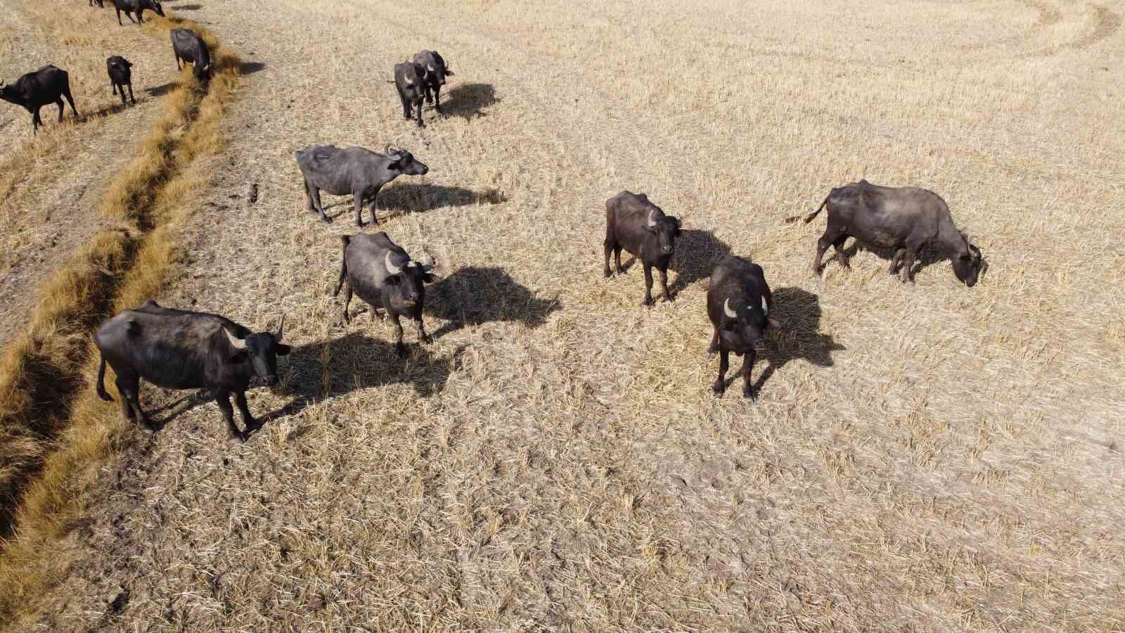 Sulak ve serin yerleri seviyor, yoğurdu ve kaymağının lezzeti herkesçe biliniyor
