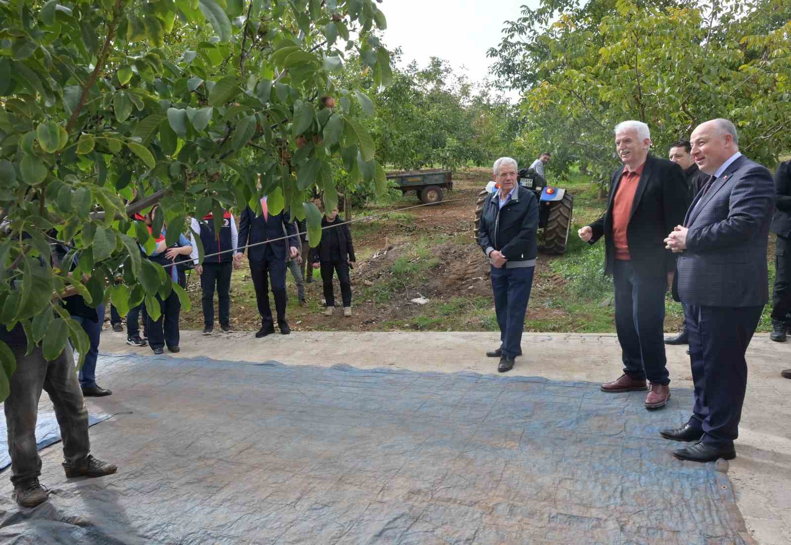 Denizli’de sezonun ilk ceviz hasadı Tavas’ta yapıldı