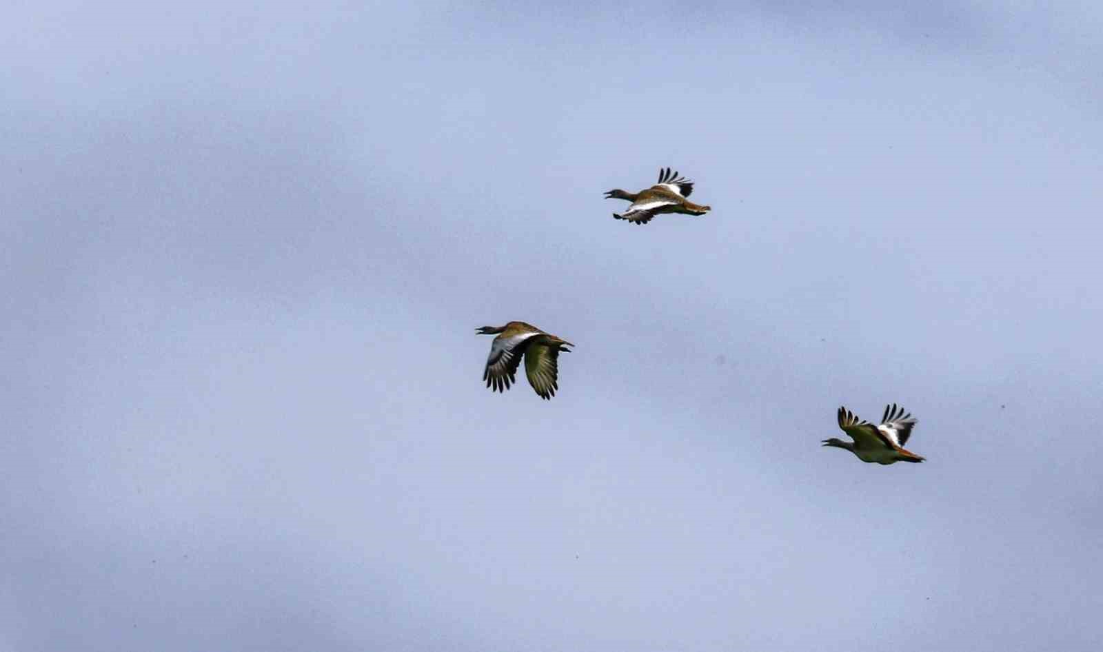 Samsun’da bin 200 hayvan tedavilerinin ardından doğaya salındı
