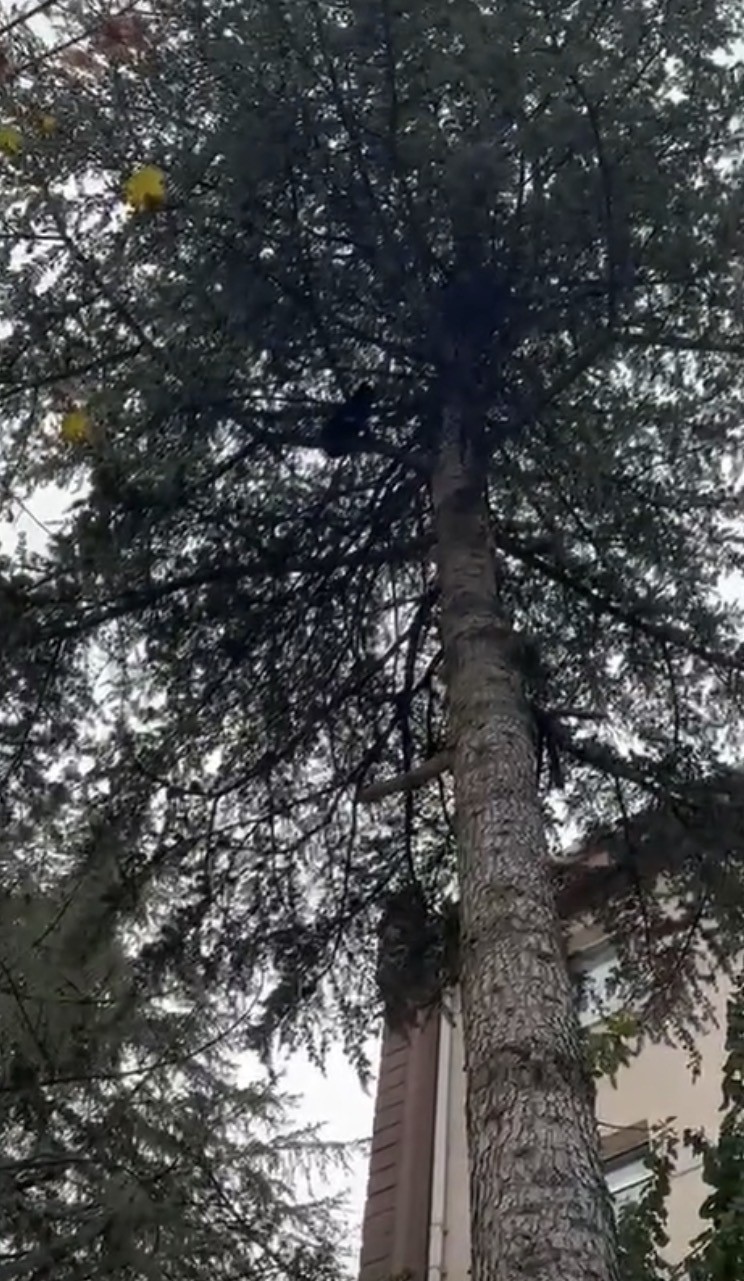 Ağaçta mahsur kalan kedi, itfaiye ekiplerince kurtarıldı
