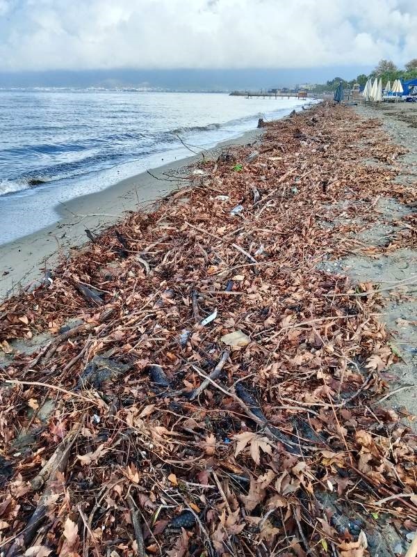 Edremit’te şiddetli lodos, sahili ağaç dalları ve yosunla doldurdu
