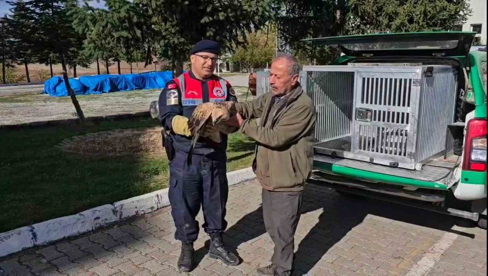Yaralı kızıl şahin koruma altına alındı
