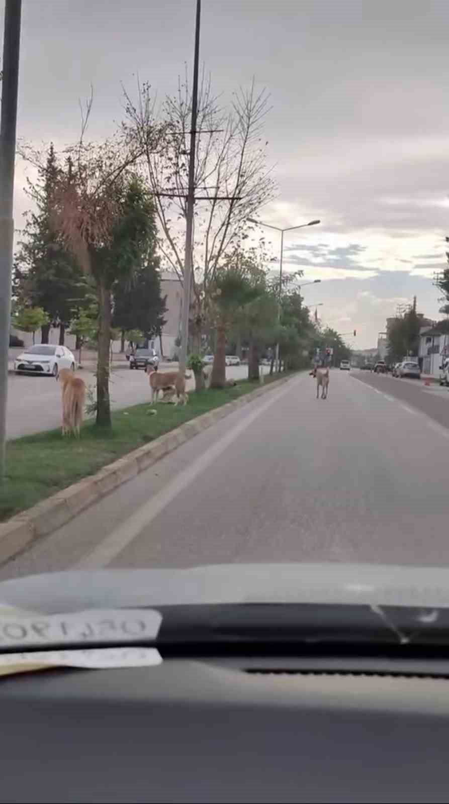Sayıları 10&rsquo;u bulan sokak k&ouml;pekleri &ccedil;ocuğa korku dolu anlar yaşattı
