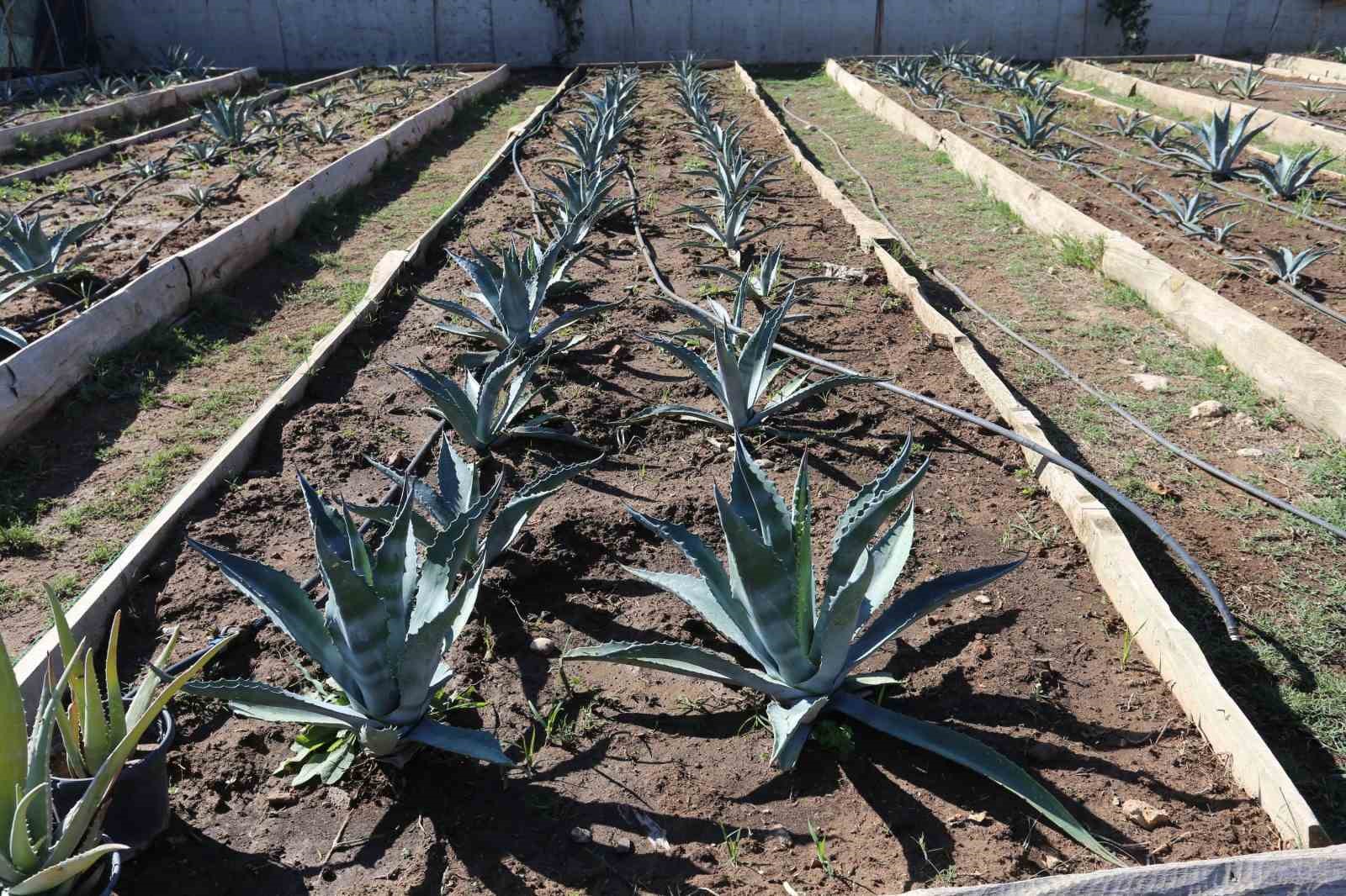 Kepez’den kurakçıl peyzaj hamlesi
