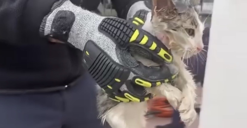 Stepneye sıkışan yavru kediyi itfaiye kurtardı
