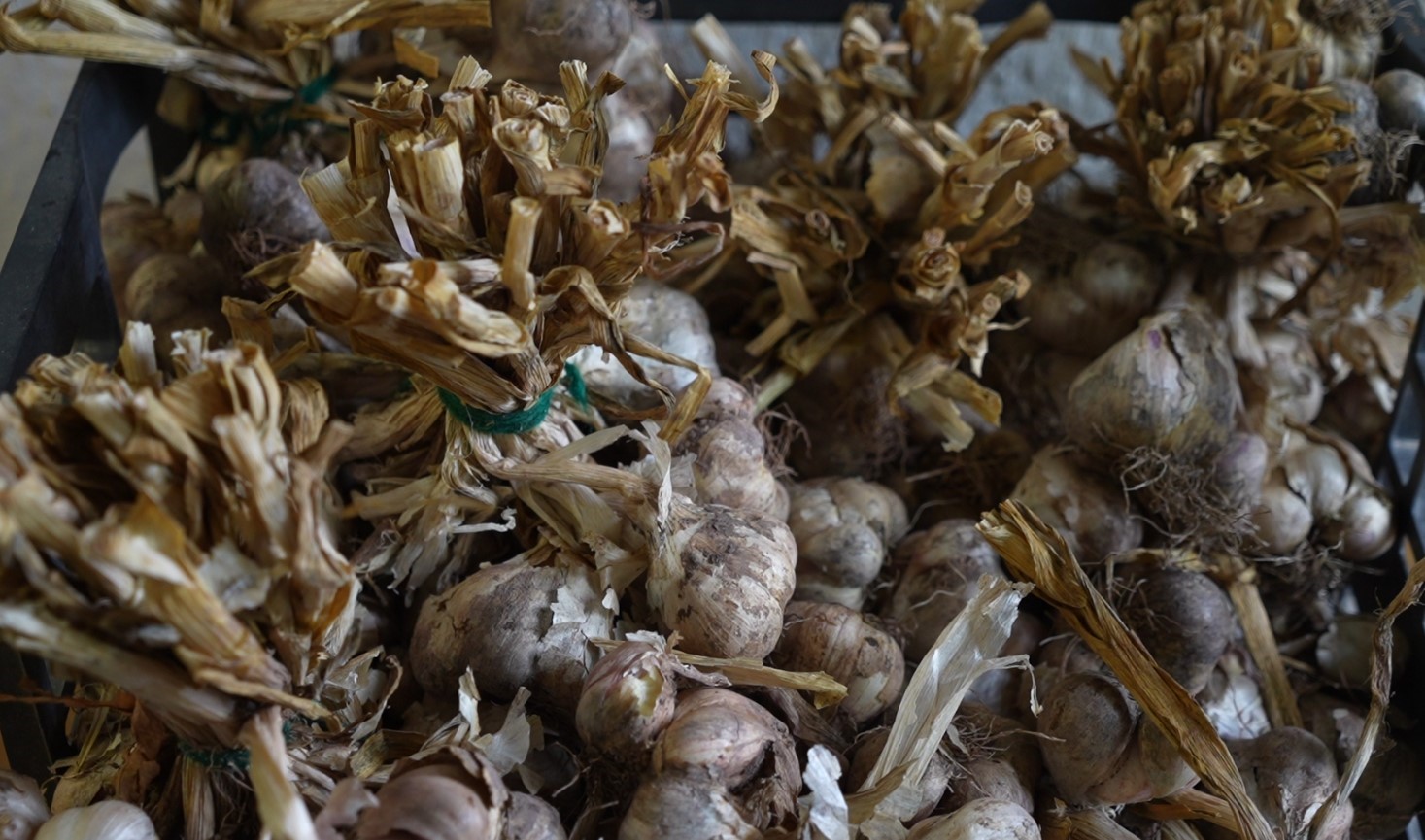 Gümüşhane’de ata tohumu "siyah sarımsak" tescil yolunda
