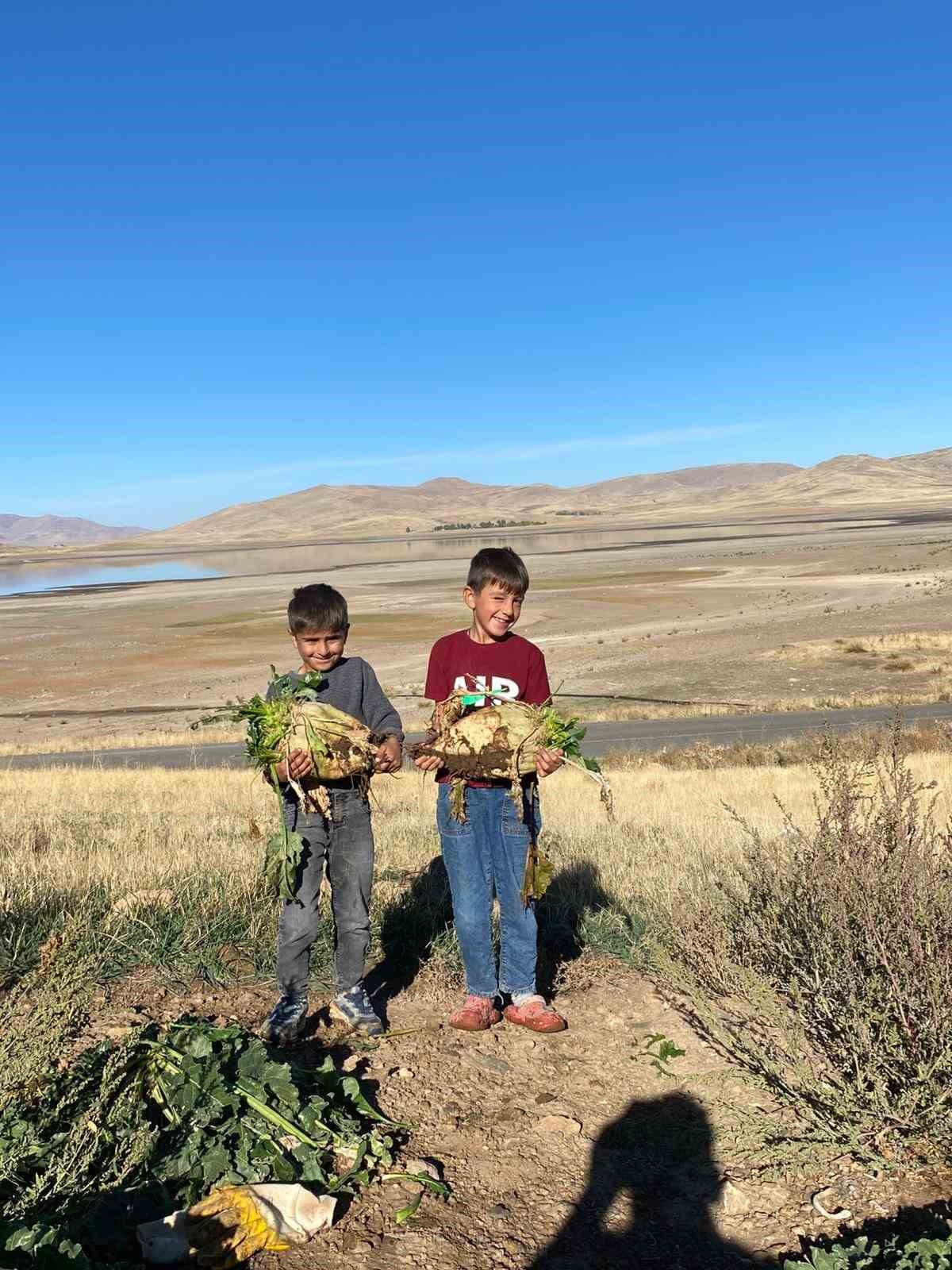 Ağrı’da şeker pancarı hasadı devam ediyor
