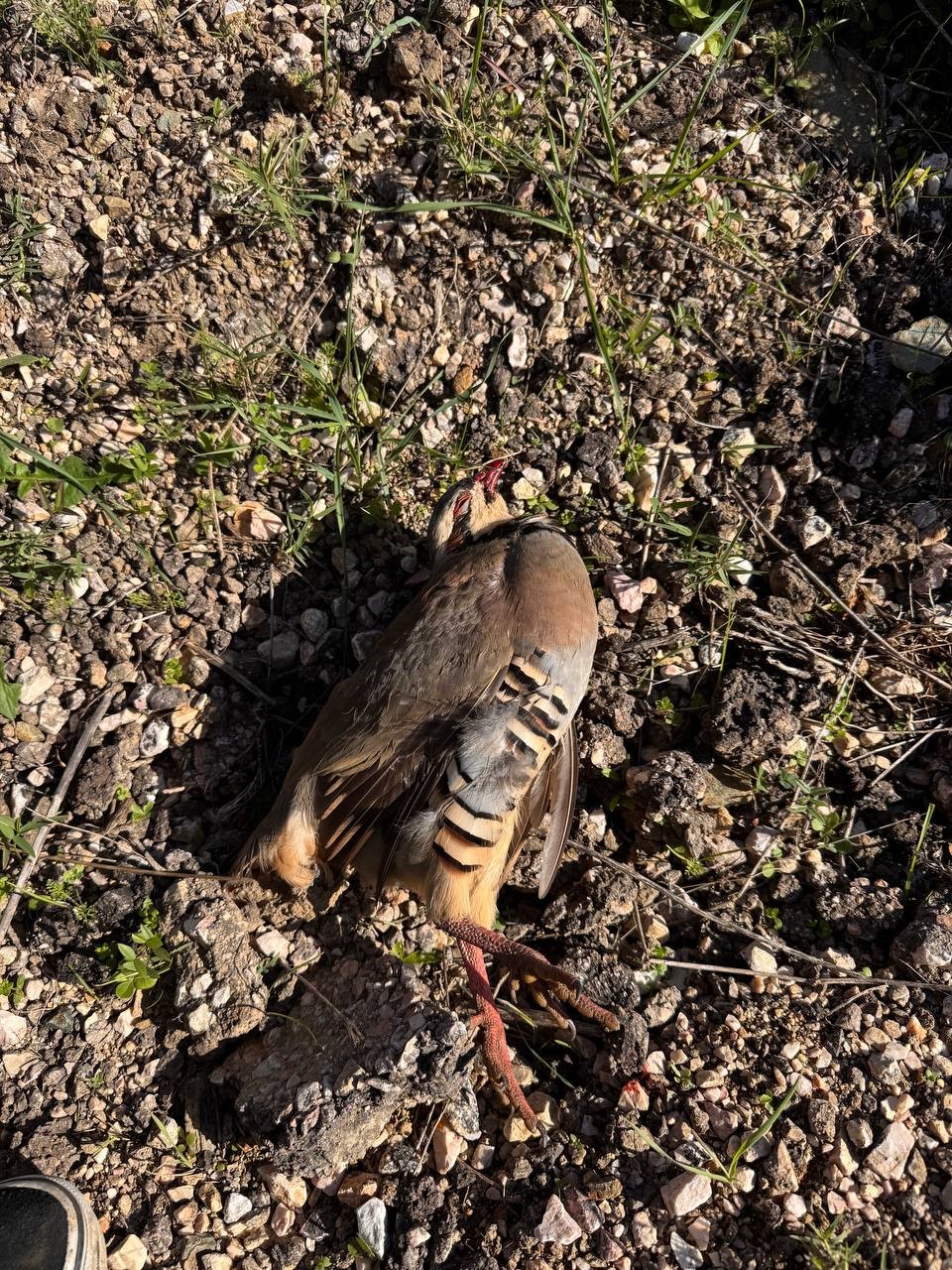 Ava gelen avcılara protesto şoku
