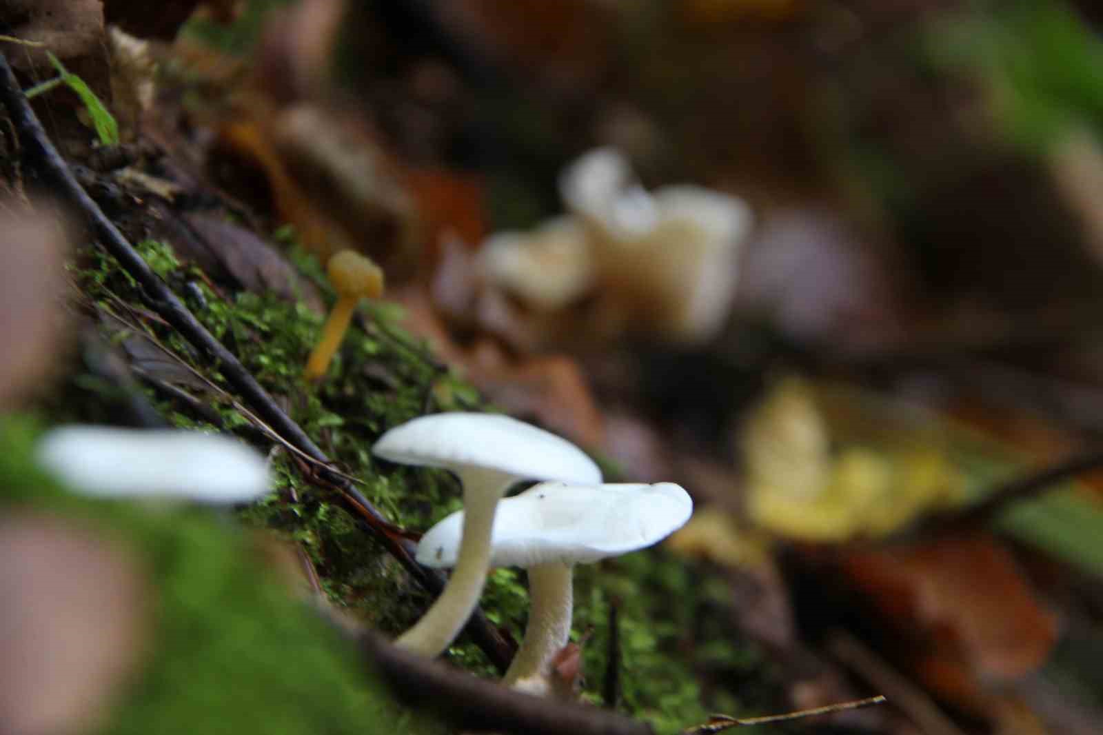 Yağışlarla birlikte artan doğada mantar dikkat
