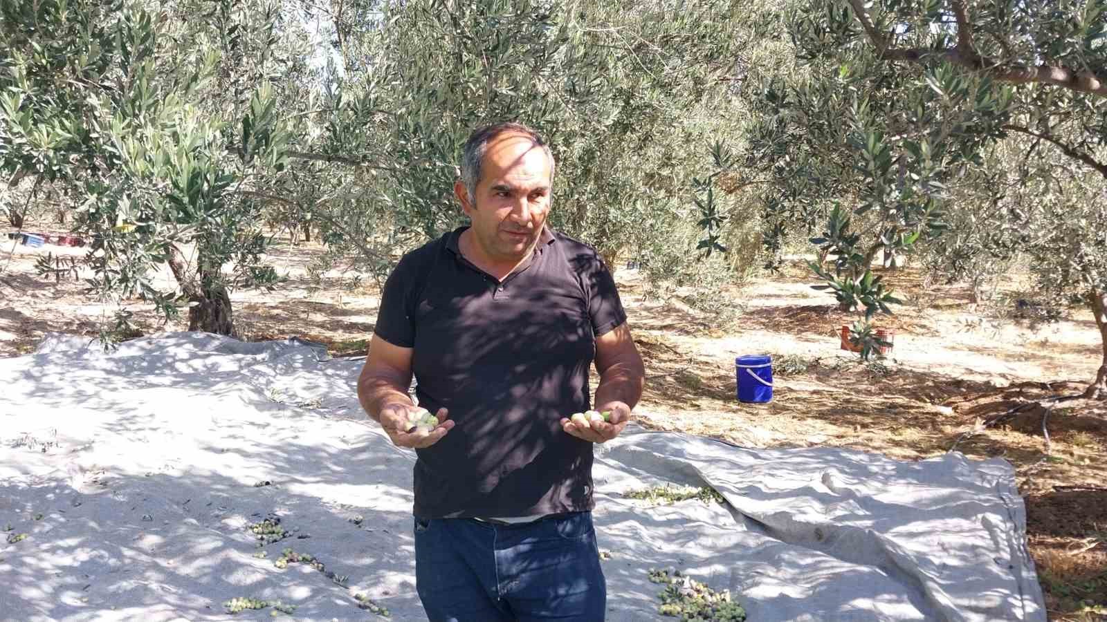 Zeytinin zahmetli yağ yolculuğu başladı
