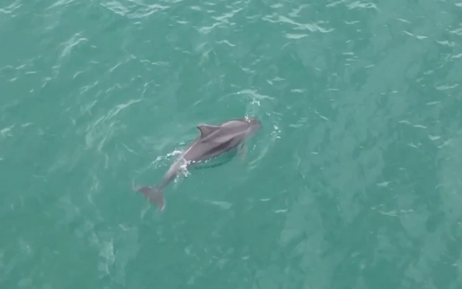 Karadeniz’de yunusların dansı dron kamerasına takıldı
