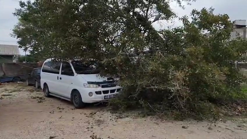 Lodos sebebiyle ağa&ccedil; ve elektrik direği devrildi
