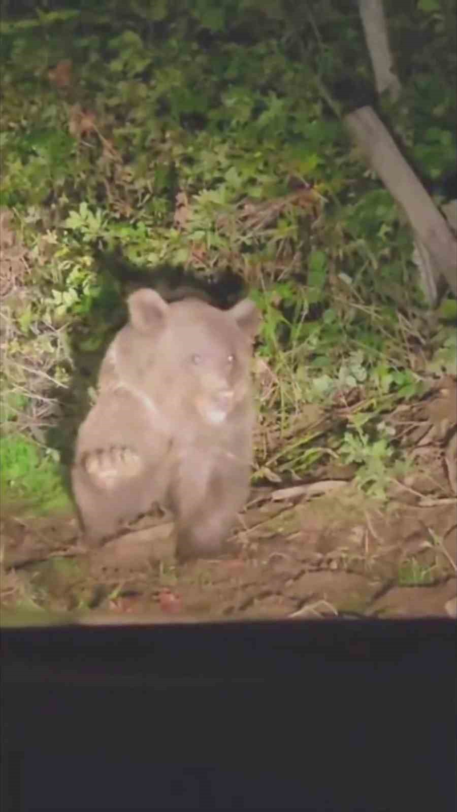 Dikenli tellerin arasında mahsur kalan ayı kurtarıldı
