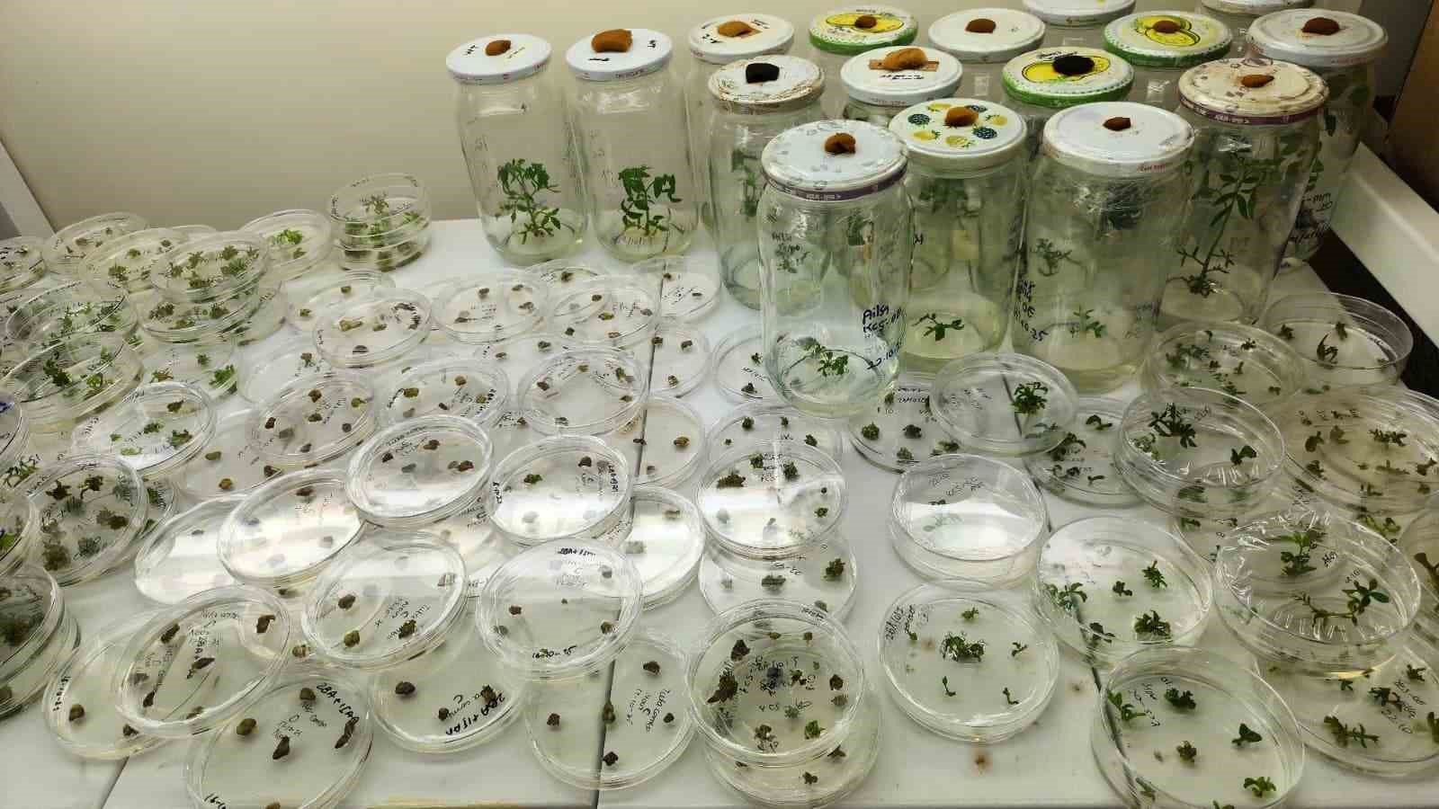 Yüksek antioksidan kapasiteye sahip yeni domates geliştirilecek