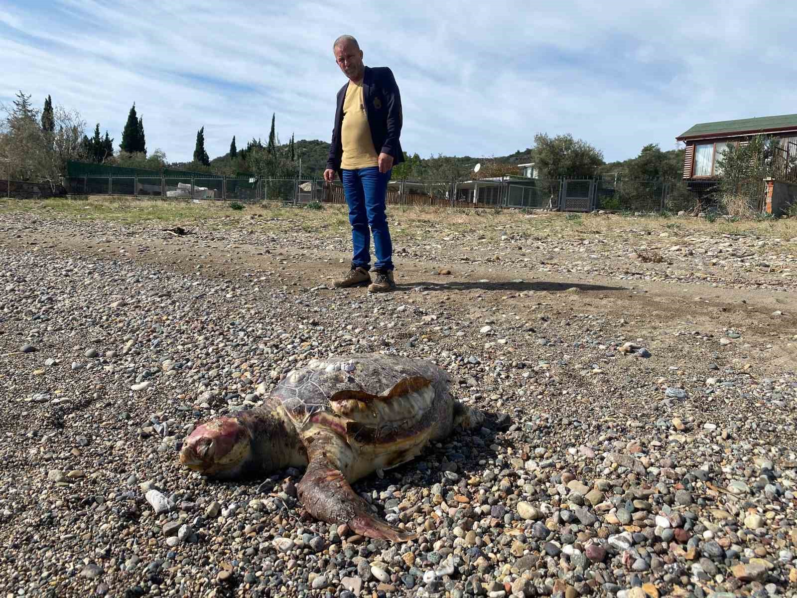 Çanakkale’de sahile ölü caretta carettalar vurdu
