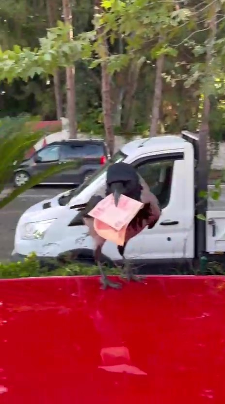 Mizah amaçlı video çekmek isterken 10 TL’sini kargaya kaptırdı
