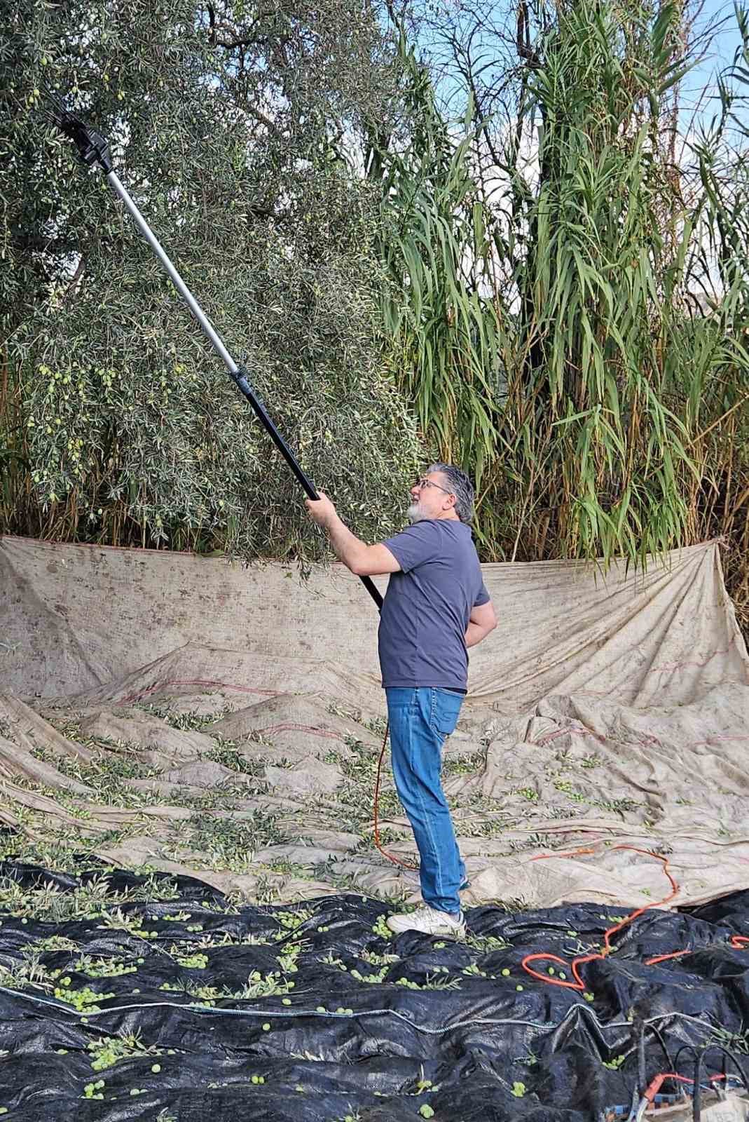 Aydın’da yağışların ardından zeytin hasadı başladı
