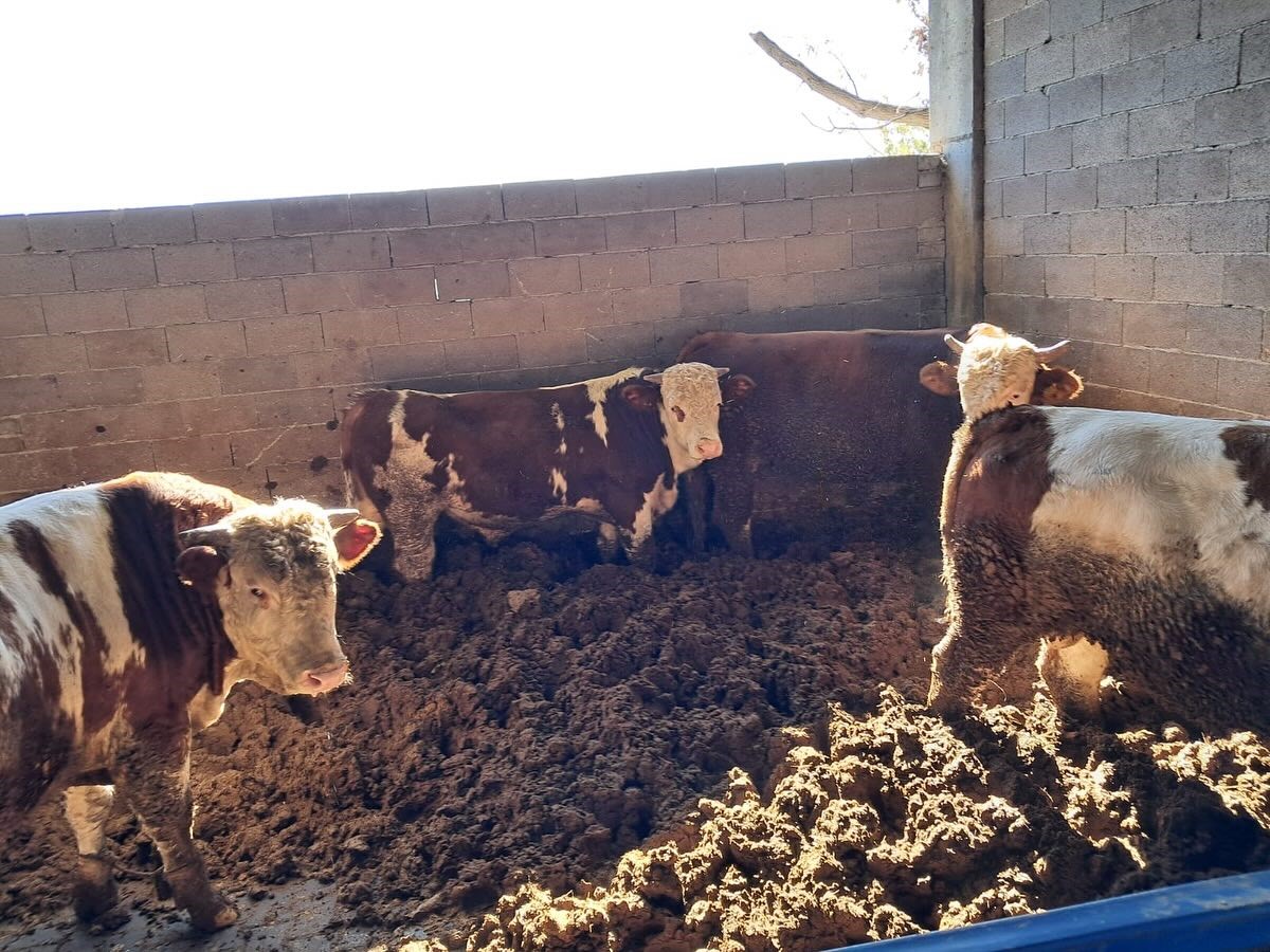 K&ouml;şk&rsquo;te b&uuml;y&uuml;kbaş hayvanlarda şap aşılaması s&uuml;r&uuml;yor
