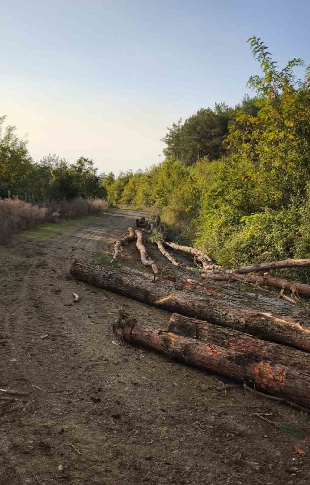 Payas kırsalı ormanlık alanda 20 adet kızılçam ağacı kesilmiş halde bulundu