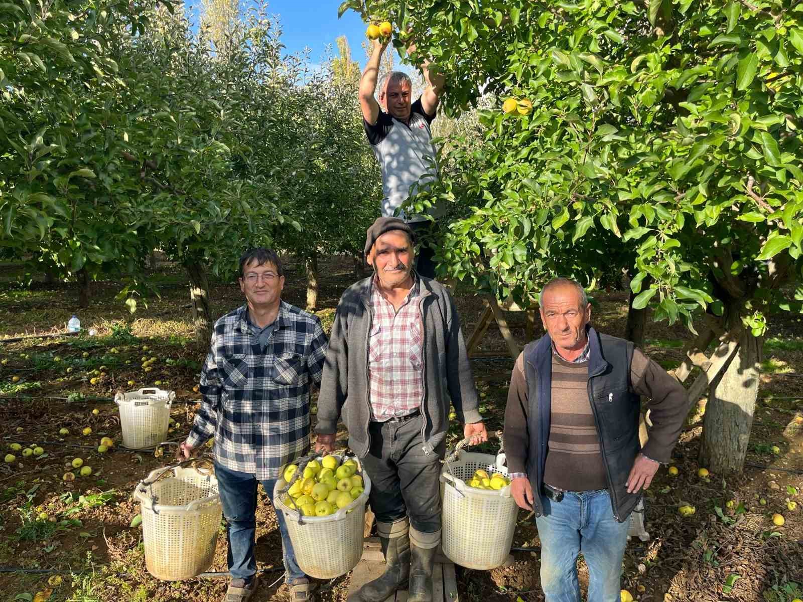 Buldan’da elma hasadı yüz güldürüyor