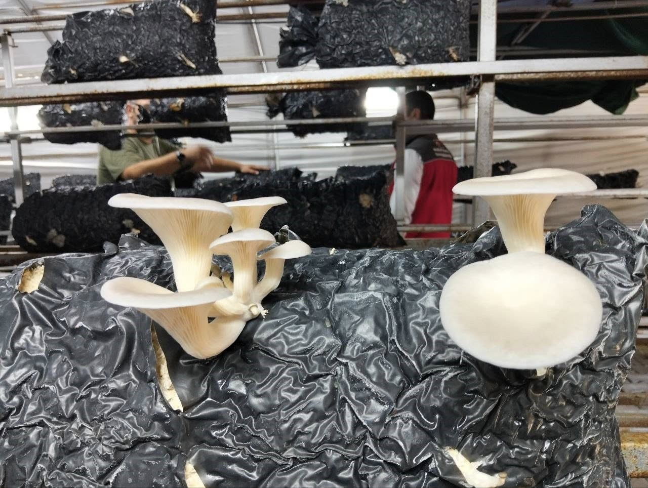 Menteşe’de istiridye mantarı üretimine yerinde denetim
