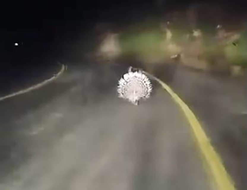 Menteşe’de oklu kirpiler kamerada
