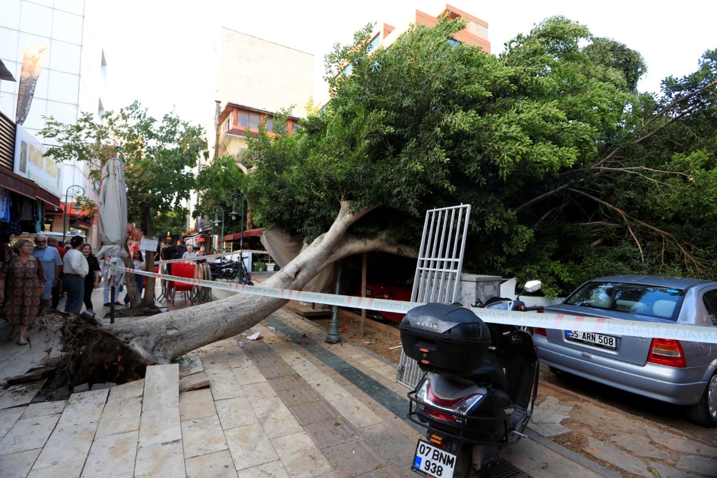 Antalya’da faciadan dönüldü: Araçların üzerine devrilen ağacın altında kalmaktan son anda kurtuldu