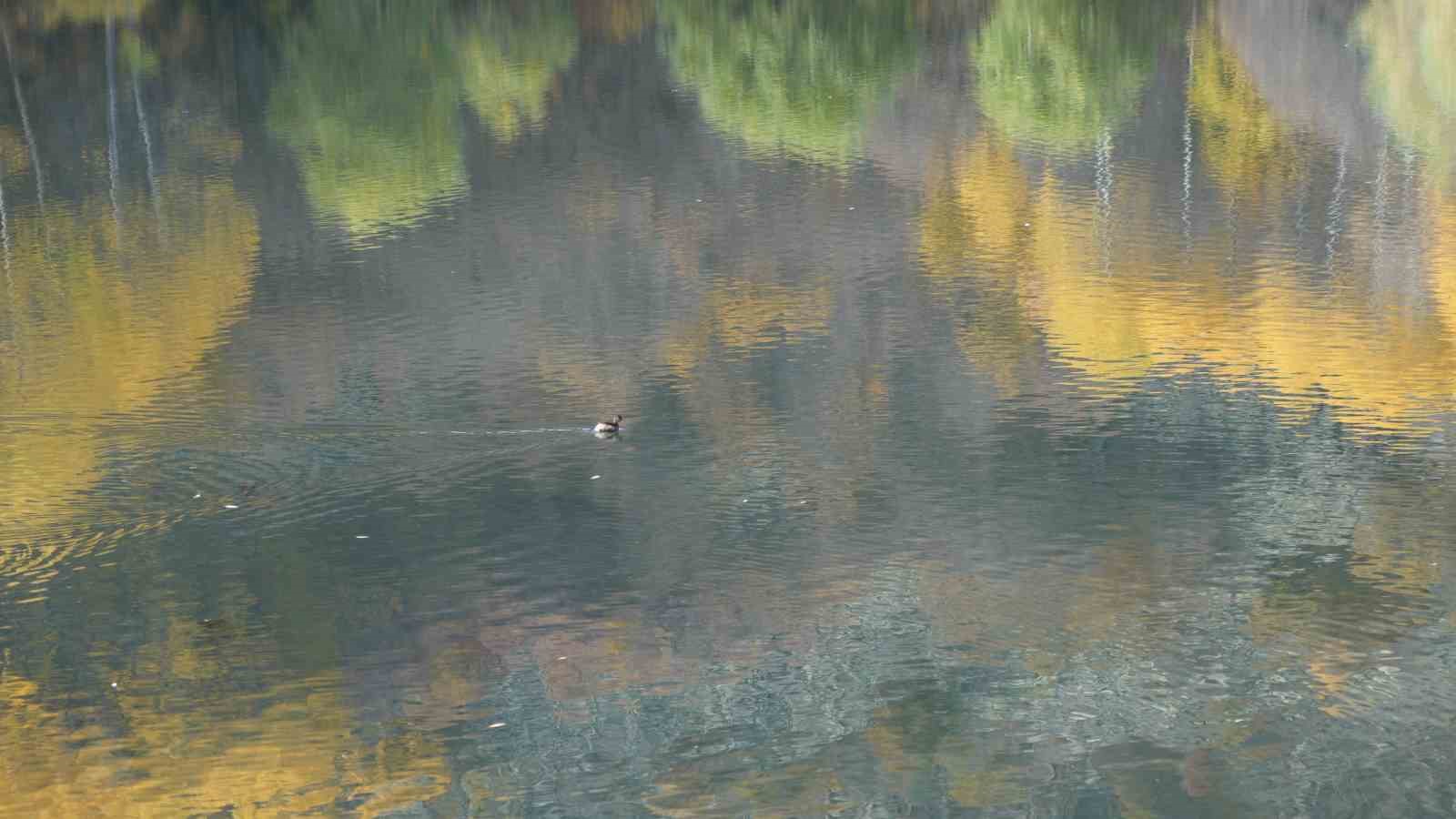 Ankaralıların doğayla buluşma noktası: "Karagöl Tabiat Parkı"
