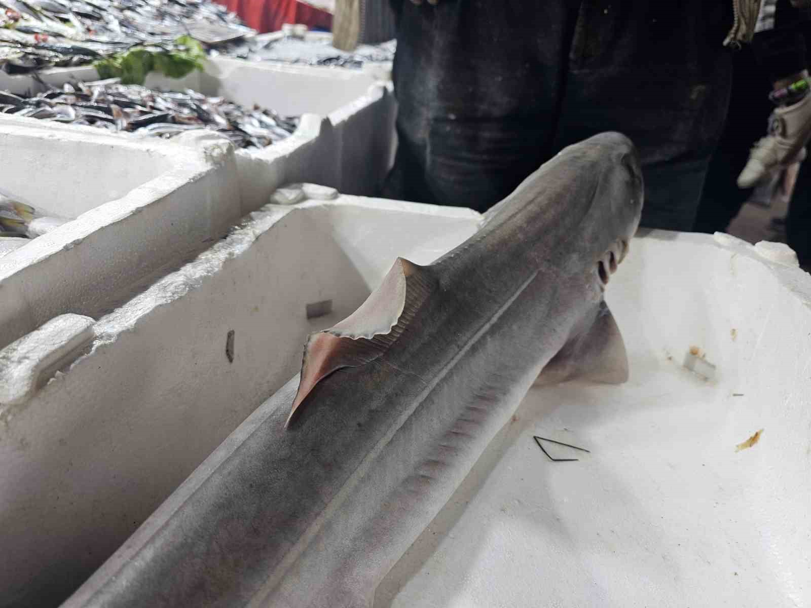 Elazığ’da satışa çıkarılan köpek balığı ilgi odağı oldu
