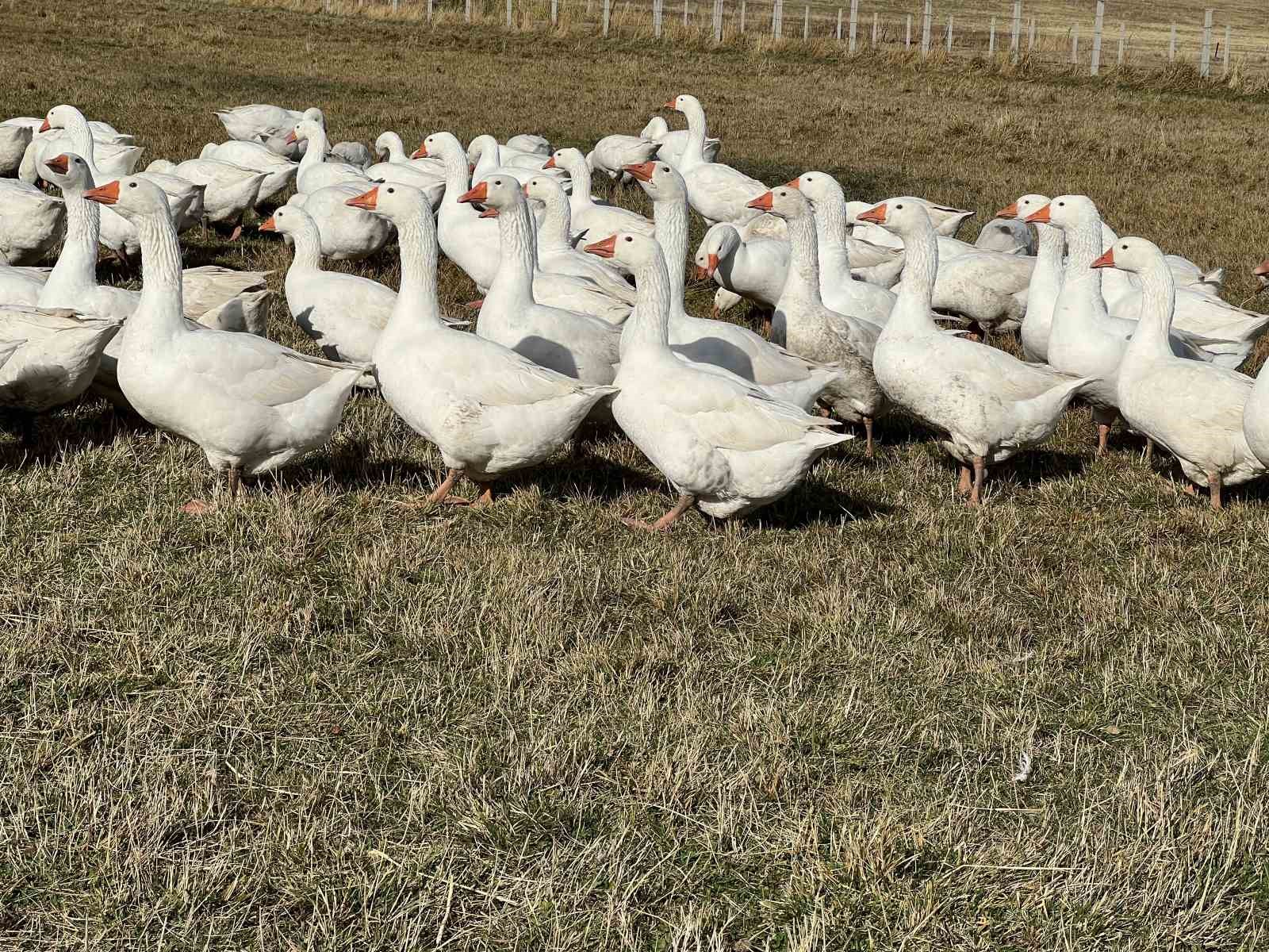 Kars’ta sofralarının vazgeçilmezi: ’Kar yiyen kazlar’ kesime hazır