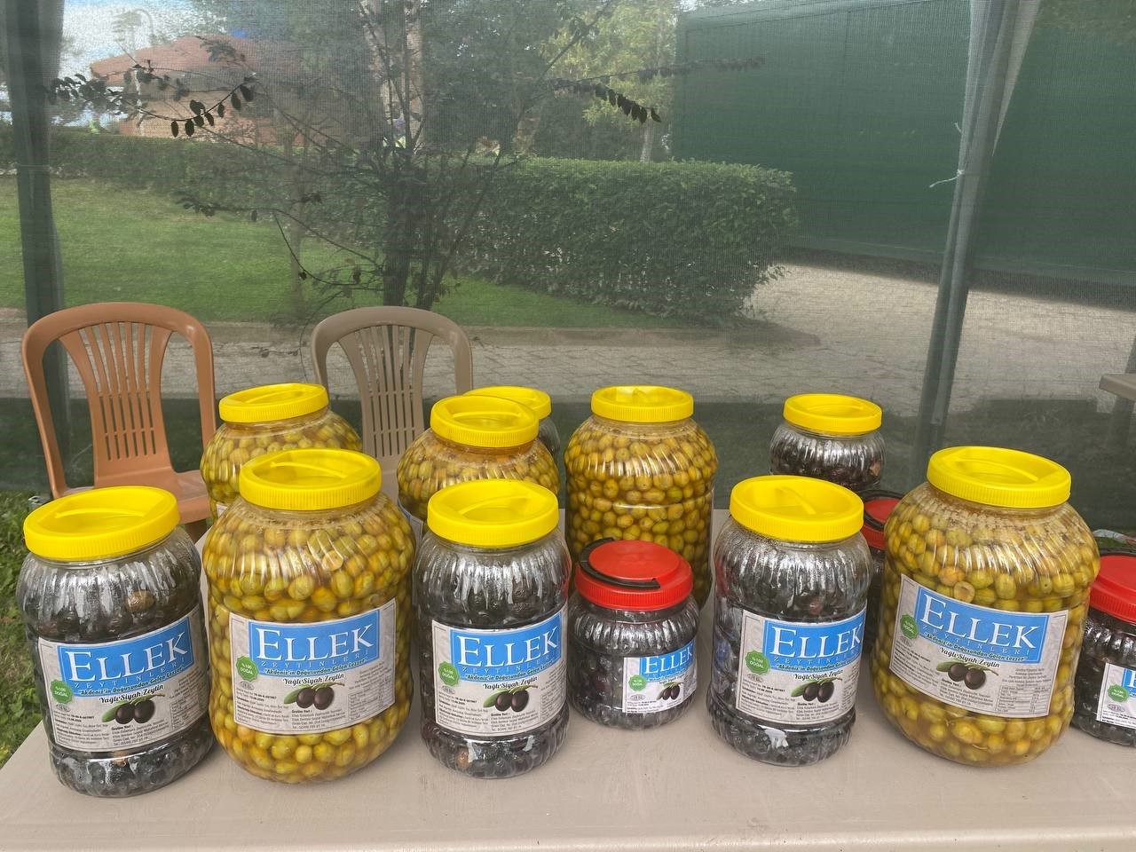 Osmaniye’de zeytin festivali
