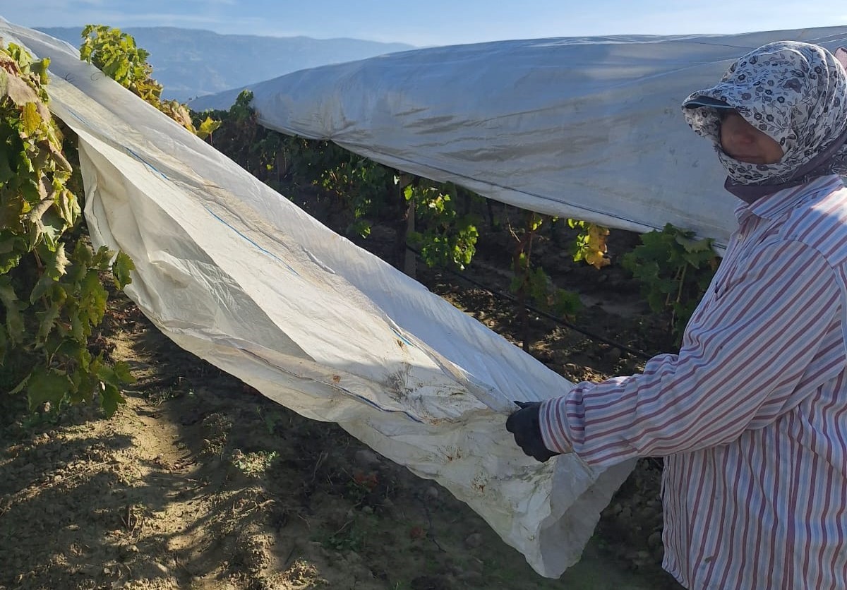 Sarıgöl’deki bağlarda örtü toplama mesaisi başladı
