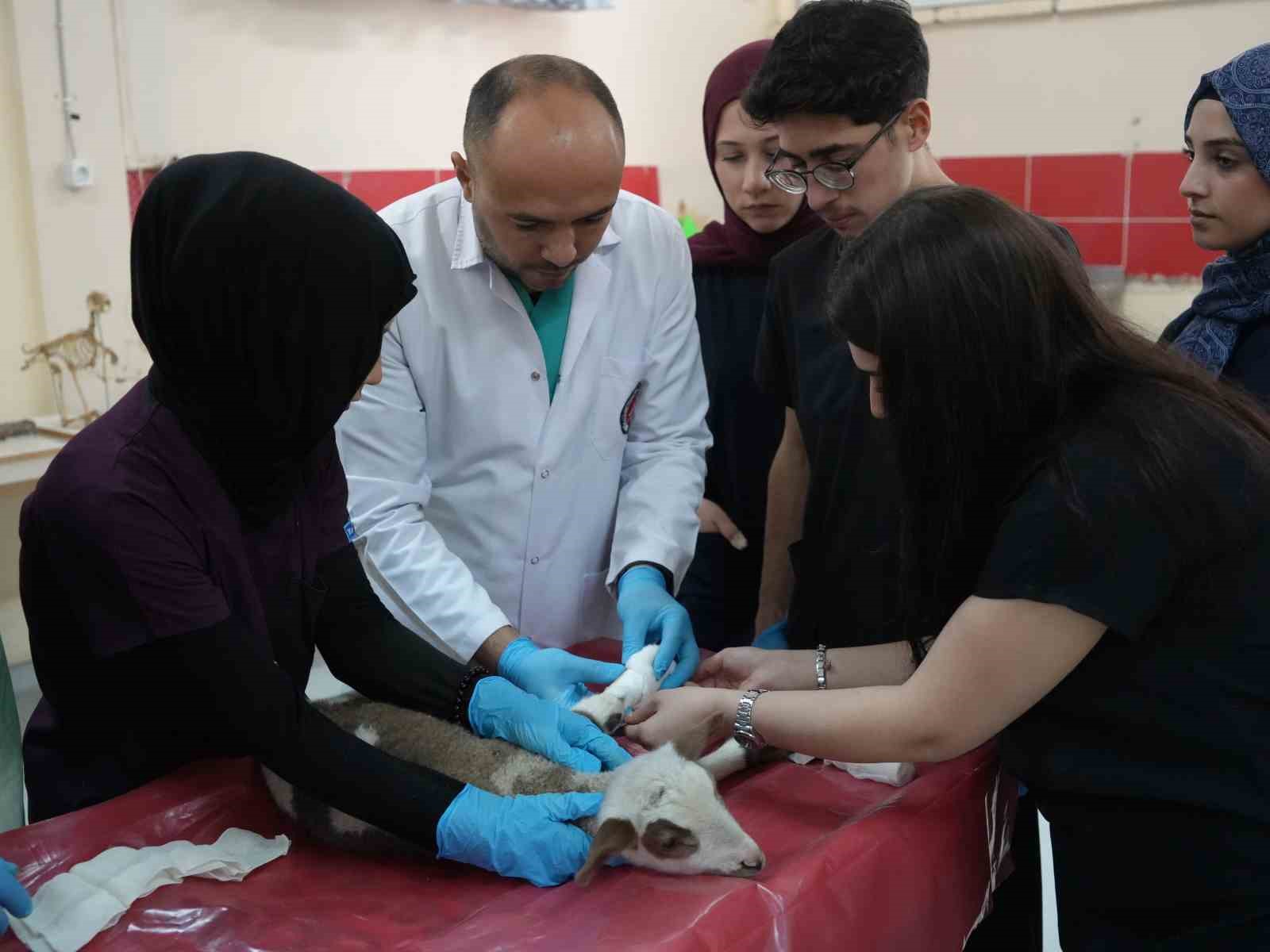 Küçükbaş hayvancılığa akademik dokunuş: 13 koyun 24 süt kuzusu doğurdu
