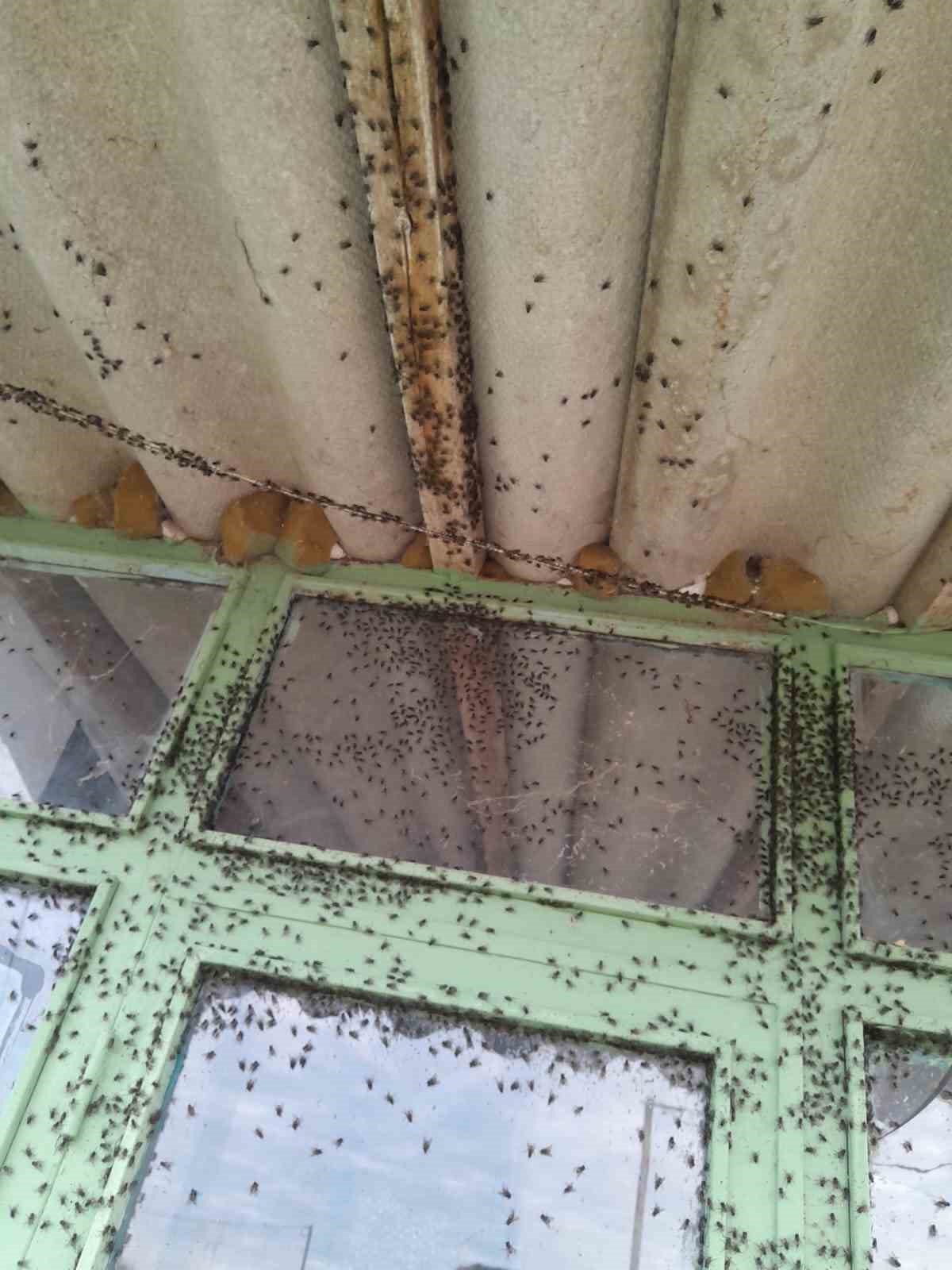 Gönen’de kara sinek istilası;
