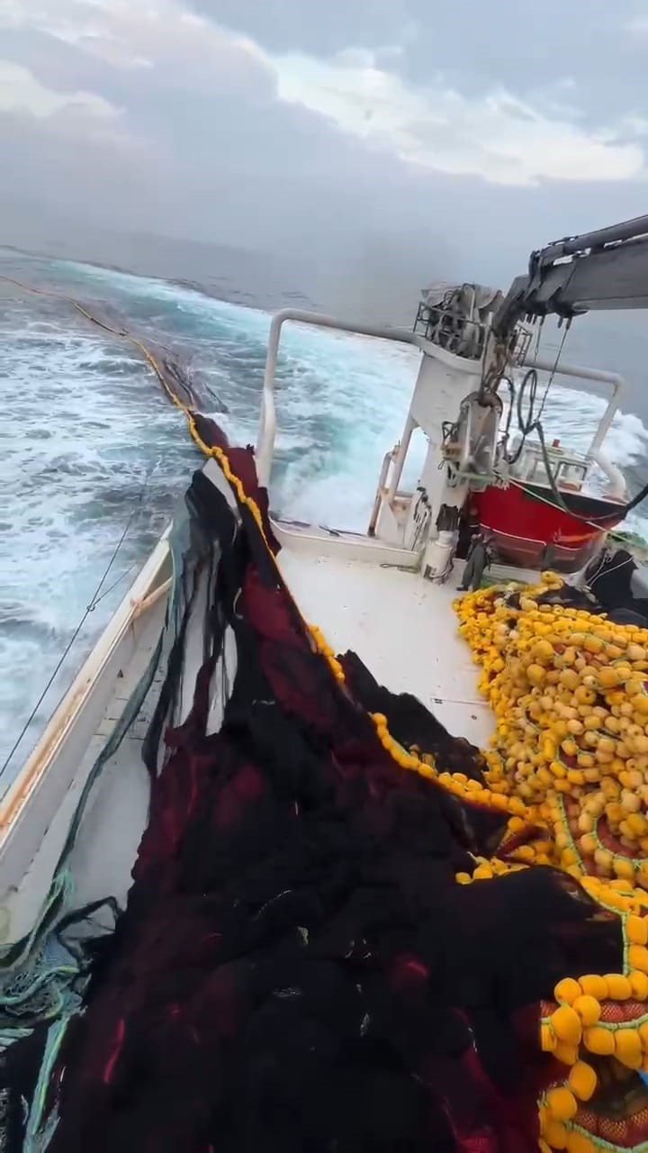 Marmara’da bereketli av: Bin kasa hamsi, bin kasa sardalya avlandı
