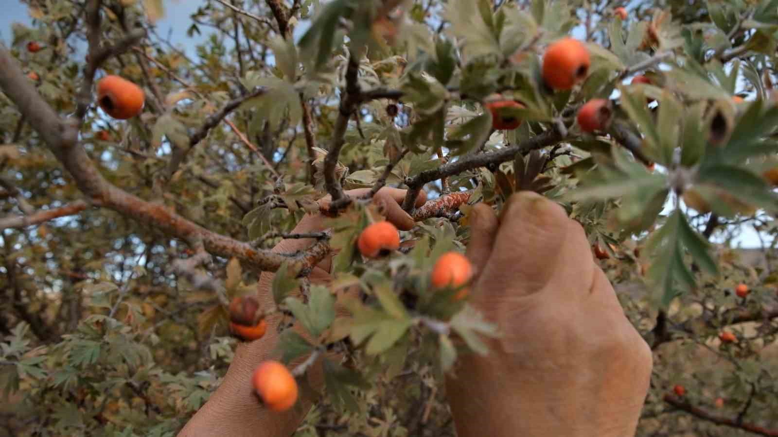 Tatvan’da alıç hasadı