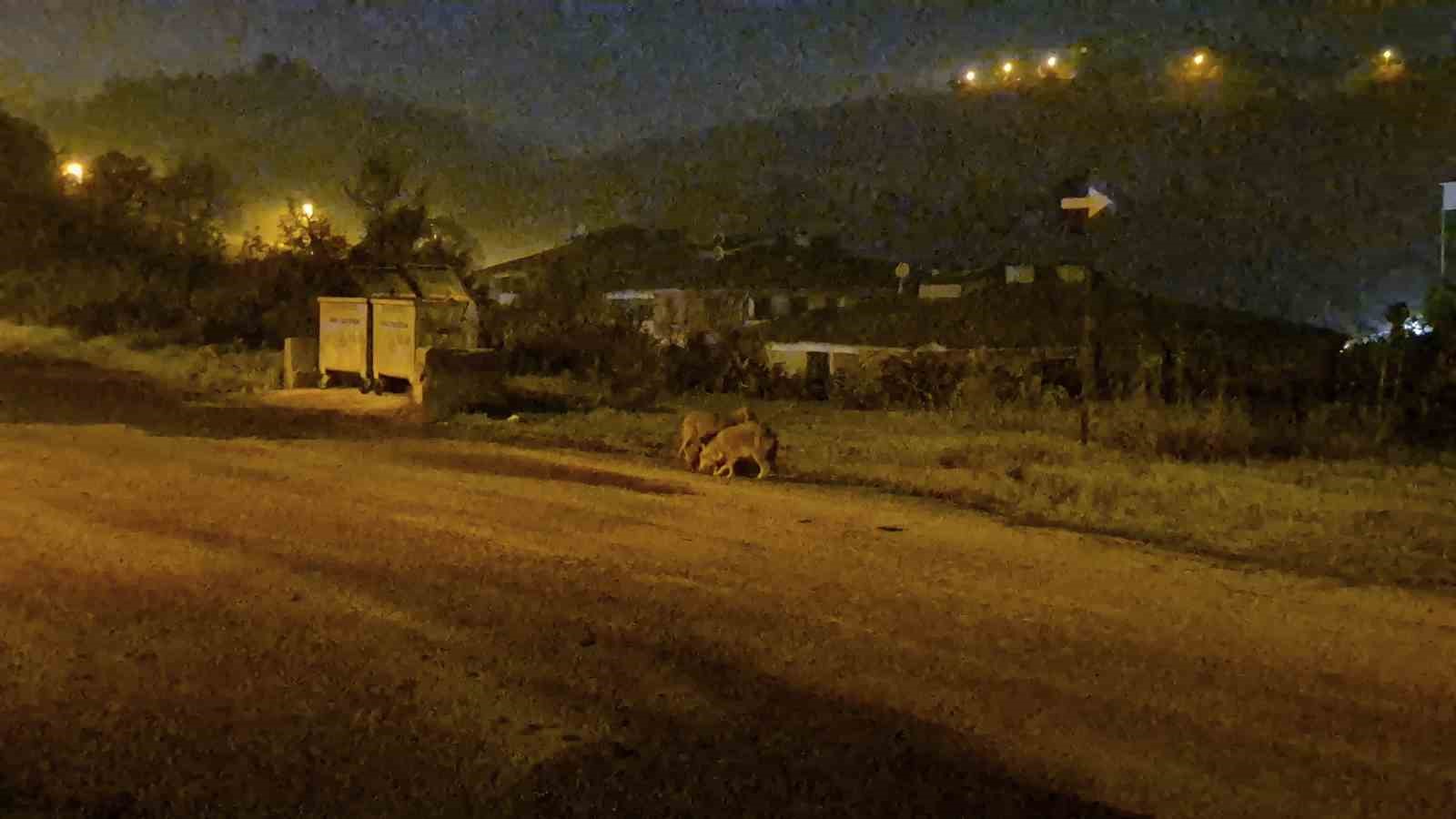 Çakallar Bartın şehir merkezini mesken tuttu
