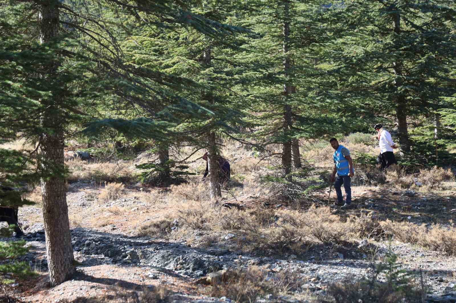 Kilosu etle yarışıyor: Japonların gözdesi sedir mantarı çıktı
