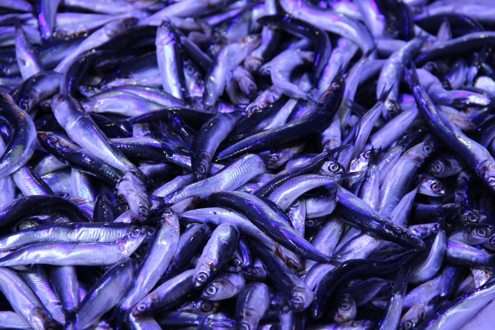 Çorum’da hamsinin kilosu 40 liraya düştü: Metrelerce uzunlukta kuyruk oluştu