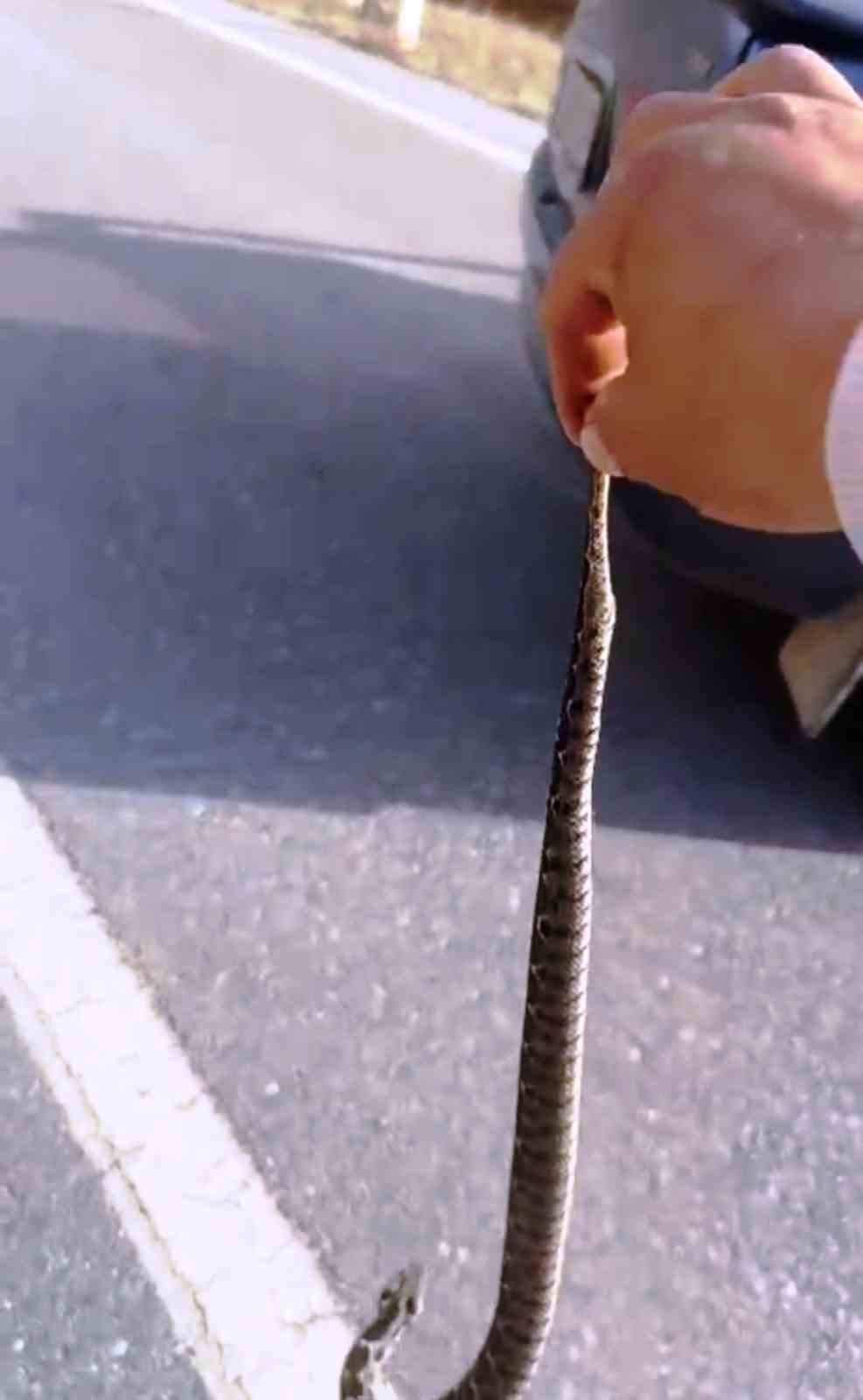 Yolda gördüğü zehirli yılanı elleriyle yakaladı
