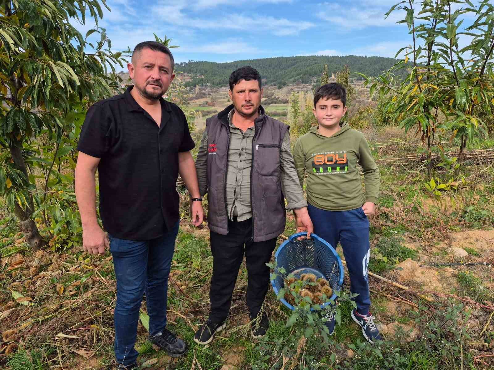 Buldan’ın tescilli kestanesinde hasat zamanı