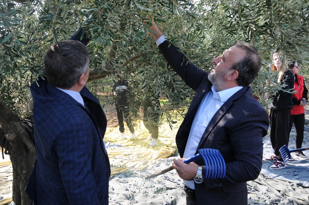 Şarköy’de zeytin hasadı yapıldı
