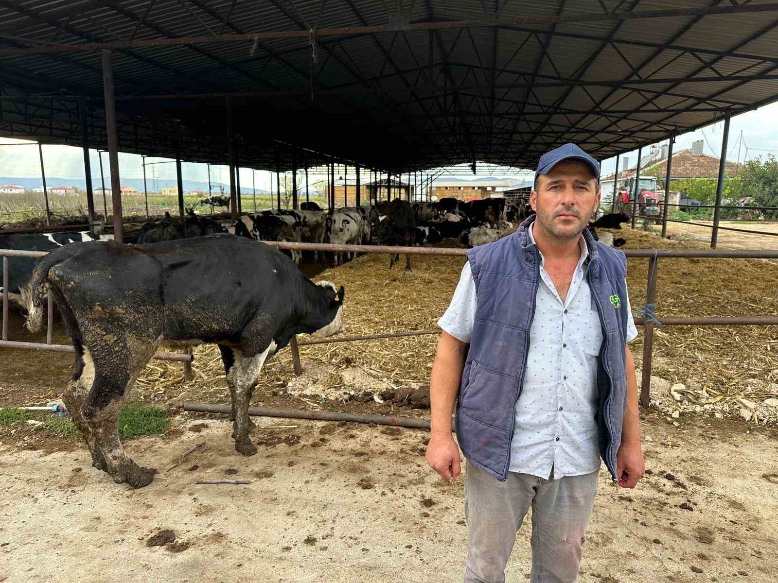 "8 buzağımızı şapa verdik"
