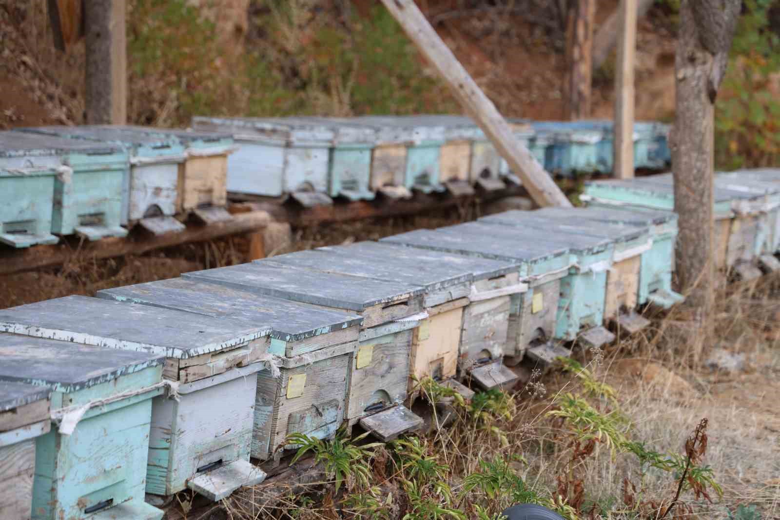Adana’da sıcaklık düşmeyince arılar kışlama için kovanlara girmedi

