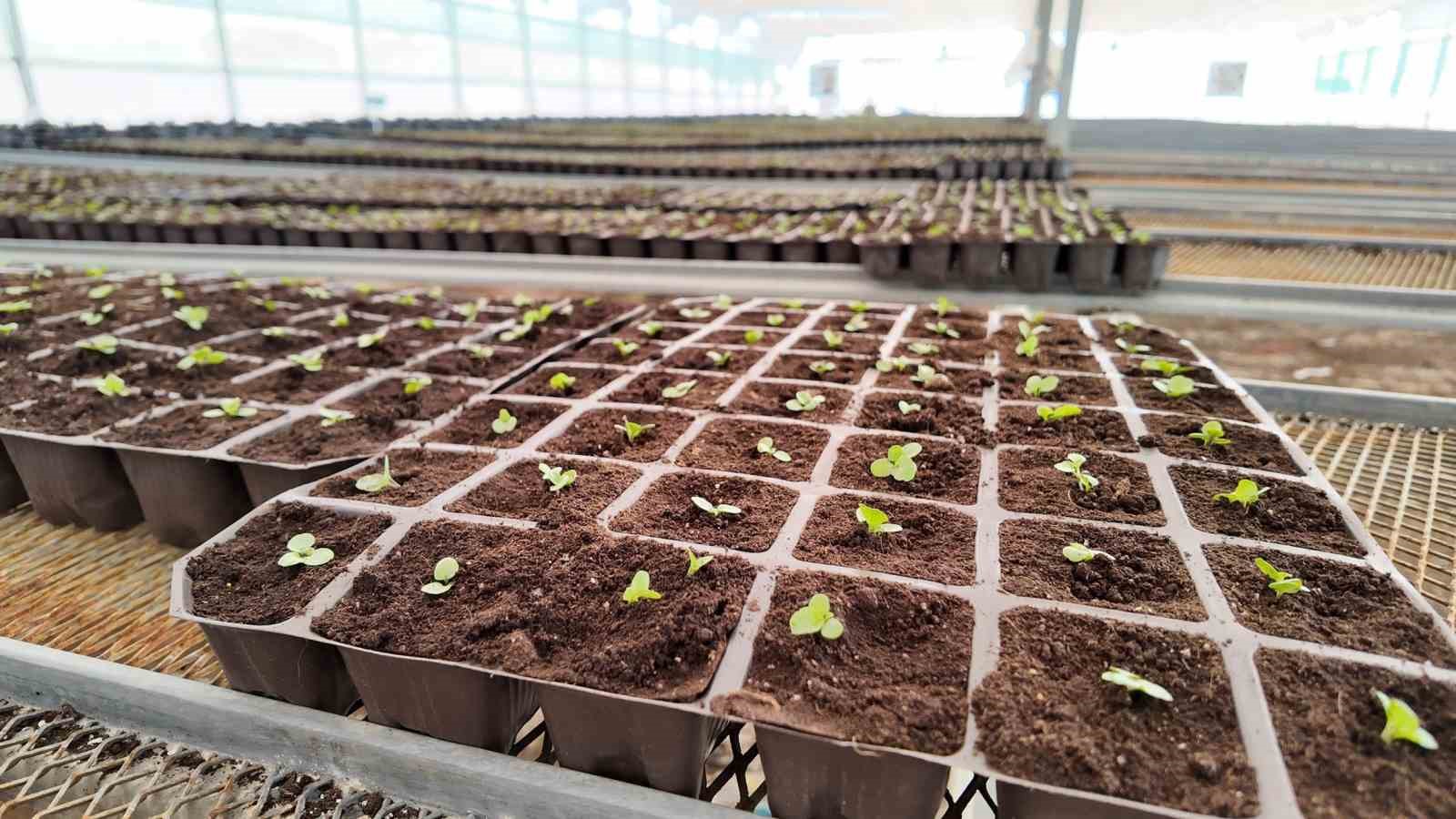 Şanlıurfa’da 400 bin çiçek toprakla buluşuyor
